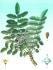 Boswellia carterii Birdw Boswellia carterii Birdw